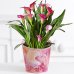 画像2: Potted Pink Calla Lily (2)