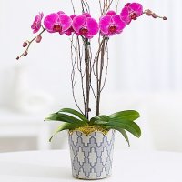 Potted Double Stem Purple Orchid