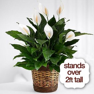 画像1: Deluxe Peace Lily