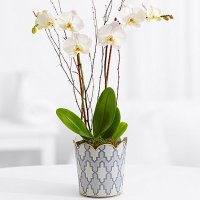 Potted Double Stem White Orchid