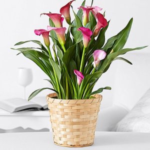 画像1: Potted Pink Calla Lily