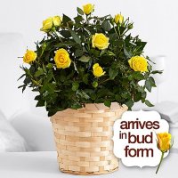Potted Yellow Rose