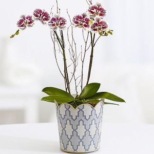 画像1: Potted Double Stem Painted Purple Orchid