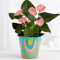 Pink Anthurium