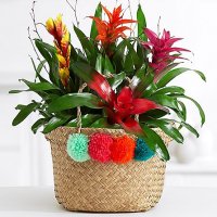 Deluxe Bromeliad Garden