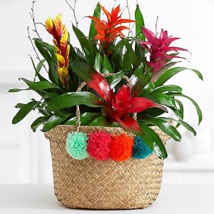 画像1: Deluxe Bromeliad Garden