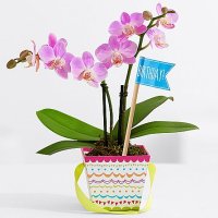 Sweetheart Birthday Orchid