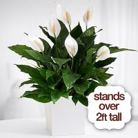 Premium Sympathy Peace Lily