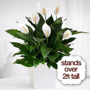 画像1: Premium Sympathy Peace Lily