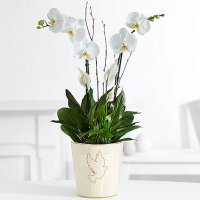 Deluxe White Orchid Garden