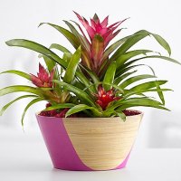 Tropical Bromeliad Garden