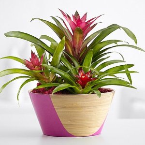 画像1: Tropical Bromeliad Garden