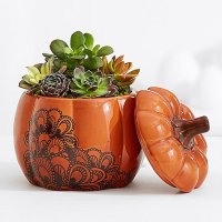 Pumpkin Spiced Succulents