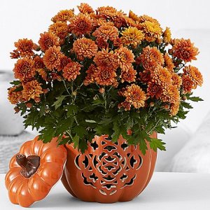 画像1: Pumpkin Harvest Mums