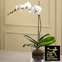 White Orchid Planter