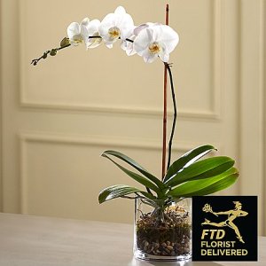 画像1: White Orchid Planter