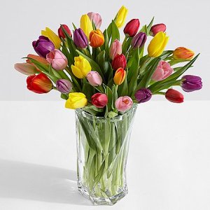 画像1: 30 Multi-Colored Birthday Tulips