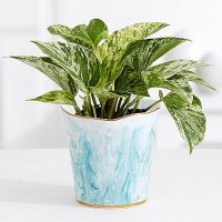 White Marble Pothos – Shelfie Plant