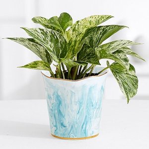 画像1: White Marble Pothos – Shelfie Plant