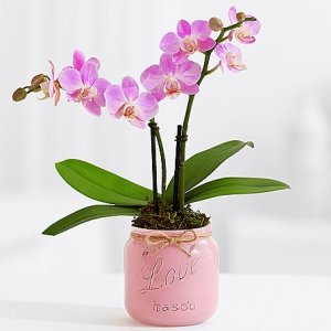 画像2: Mason Jar Mini Orchid with 6 Pink Champagne Berries