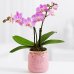 画像2: Mason Jar Mini Orchid with 6 Pink Champagne Berries (2)