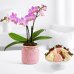 画像1: Mason Jar Mini Orchid with 6 Pink Champagne Berries (1)
