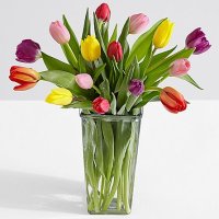 15 Multi-Colored Tulips