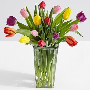 画像1: 15 Multi-Colored Tulips