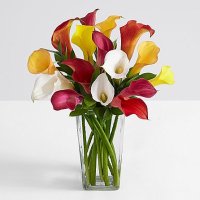 Assorted Mini Calla Lilies