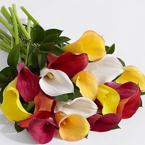 画像2: Assorted Mini Calla Lilies