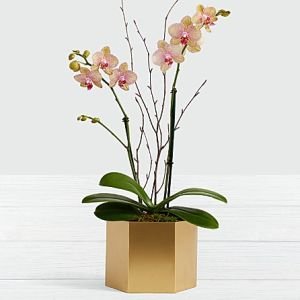 画像1: Potted Double Stem Kaleidoscope Orchid