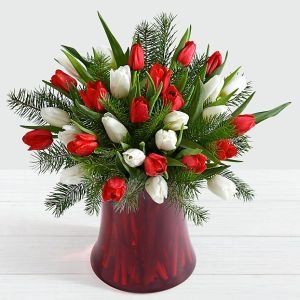 画像1: 30 Christmas Tulips with Fresh Douglas Fir