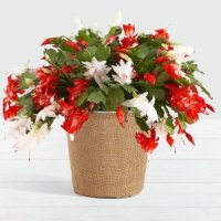 Merry and Bright Christmas Cactus