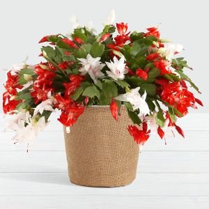 画像1: Merry and Bright Christmas Cactus