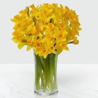 Striking Gold Daffodil Bouquet with Vase