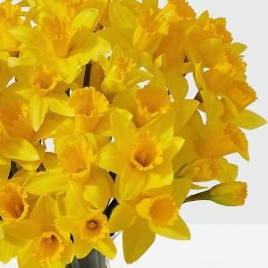 画像3: Striking Gold Daffodil Bouquet with Vase