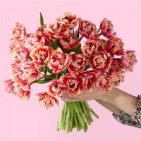 Blushing Columbus Tulips(30 Tulips)