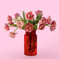 Blushing Columbus Tulips with Red Vase(15 Tulips with Red Vase)