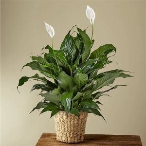 画像1: Peace Lily Plant