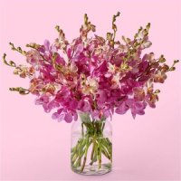 Falling for You Orchids(10 Orchids with Vase)
