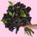 画像1: Black Roses Bouquet(24 Black Roses No Vase) (1)