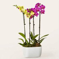 Purple & Yellow Orchid Garden