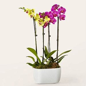 画像1: Purple & Yellow Orchid Garden