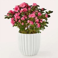 Pretty Pink Azalea Plant