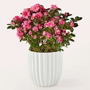 画像1: Pretty Pink Azalea Plant