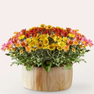画像1: Autumn Garden