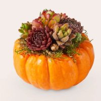 Live Pumpkin Succulent Garden Mini