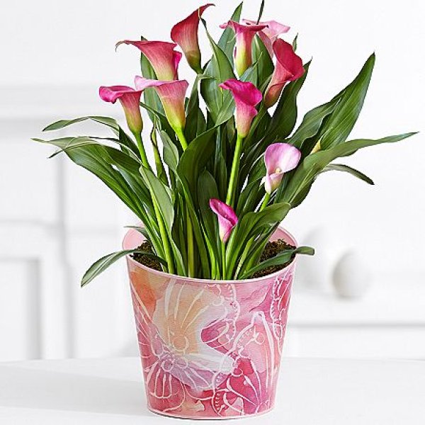 画像2: Potted Pink Calla Lily (2)