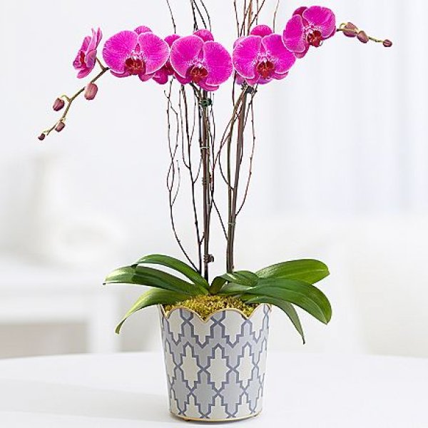 画像1: Potted Double Stem Purple Orchid (1)