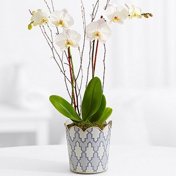 画像1: Potted Double Stem White Orchid (1)